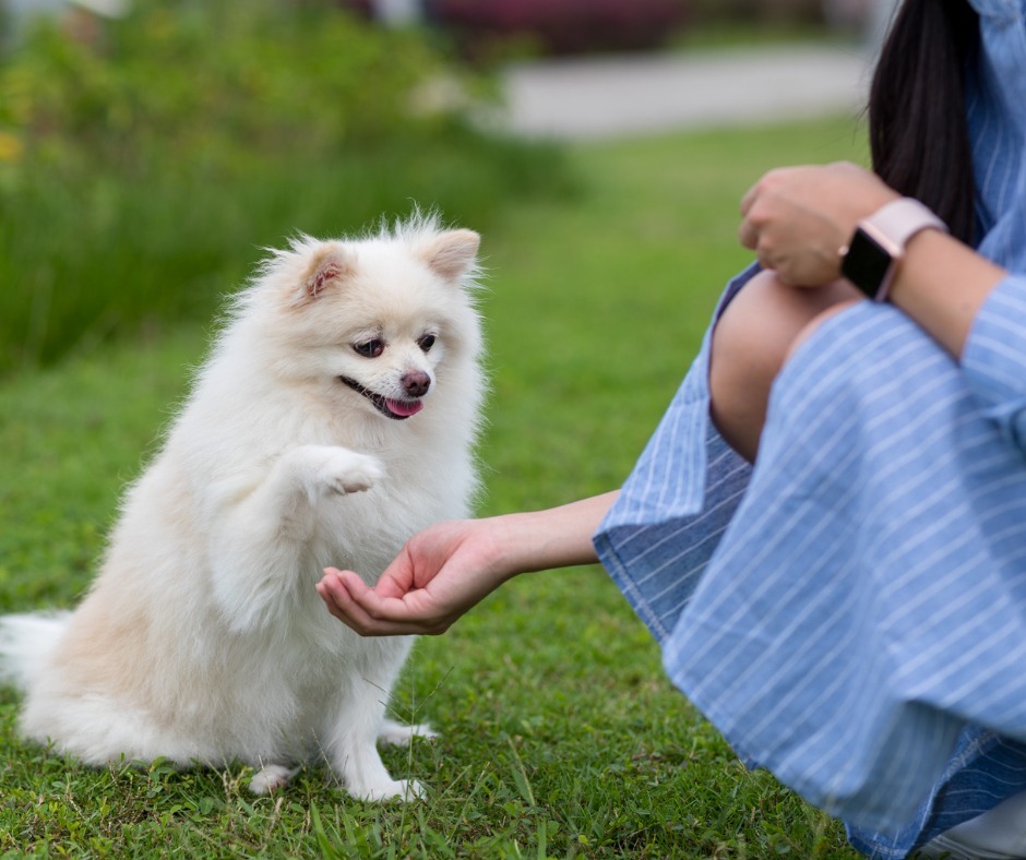 Happy National Pet Appreciation Day! 🤩Not only will our residents and their pups be able to enjoy a dog park, but also gorgeous green space to spread out and exercise in. Grab your pet an extra treat today and check out more of our resident-exclusive amenities at silomillstx.com ! #SiloMills #SiloMillsLiving #SiloMillsTX #GodleyTexas #GodleyTX #NewHomesGodleyTX #GodleyRealEstate #GodleyISD #NewHomes